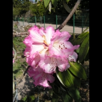 Rhododendron - Rhododendron Arboreum (fam Ericacees) (Himalaya, Inde) (03)